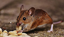 24 Hour & Emergency Exterminators in Potomac, MD